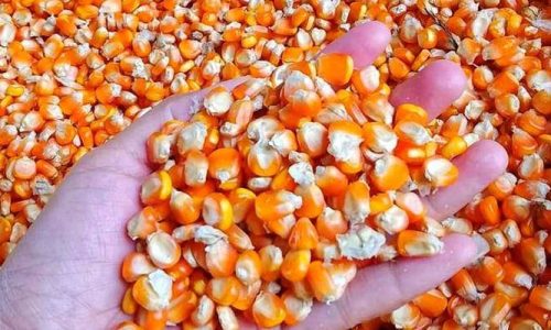 JAGUNG
